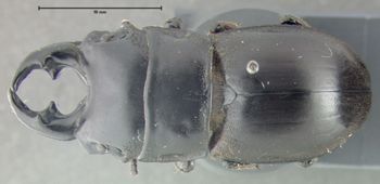 Media type: image;   Entomology 25911 Aspect: habitus dorsal view